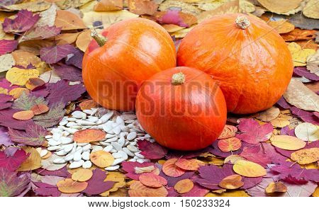 Group of ripe pumpkins on colorful autumn leaves