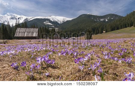 Crocuses on the mountain meadow. Tatry. Poland