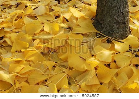 Foglie di ginkgo giallo dorato alla base di un giovane albero.