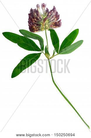 Pressed and dried delicate flower alfalfa on stem with green leaves. Isolated on white background. For use in scrapbooking floristry (oshibana) or herbarium.