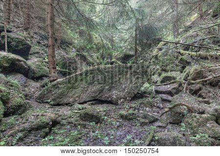 Old luxuriant unmanaged forest - luxuriant deserted forest
