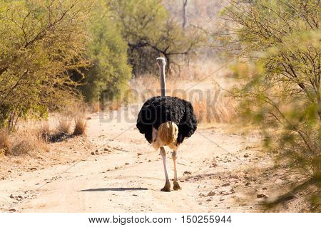Ostrich From South Africa, Pilanesberg National Park. Africa