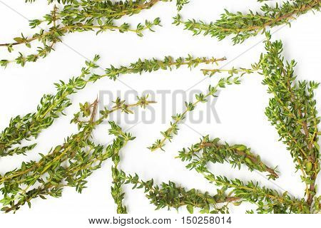 Bunch of Fresh Thyme. Background photo isolated in white background