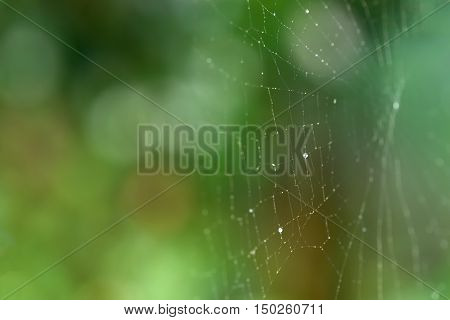 Spider web isolated against breen bokeh background