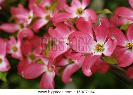 Krásné růžové dogwood květy. Closeup s mimořádně mělké dof. Selektivní zaměření na střed cl
