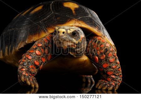 Close-up of Red-footed tortoises, Chelonoidis carbonaria, Isolated black background with reflection, front view on funny pose