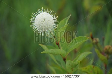 Buttonbush Flower In The Swamps Of The Southern United States