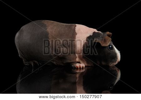 Skinny Guinea pig tri-color like ice cream on isolated black background with reflection, profile view