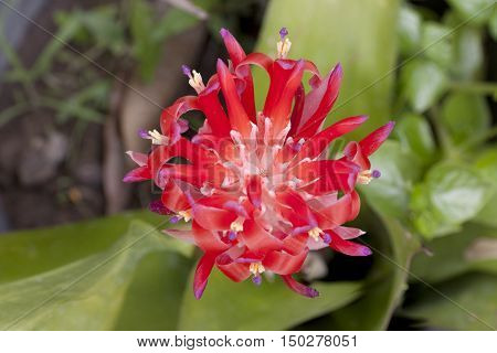 Billbergia Kyoto Bromeliad flowering and ornamental plants. ornamental red color a flowering plant