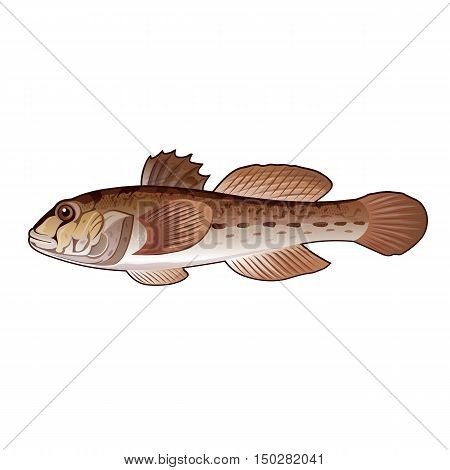 Goby, isolated raster illustration on white background
