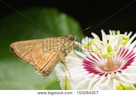 Butterfly Skippers ( Hesperiidae ) on flower .