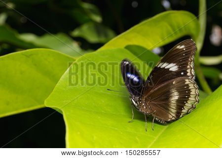 Great Eggfly