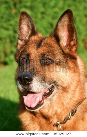 ジャーマン ・ シェパード犬