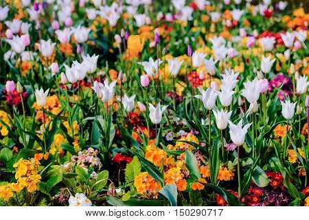 Springtime flowerbed bloom wildflower and tulip mixed colourful