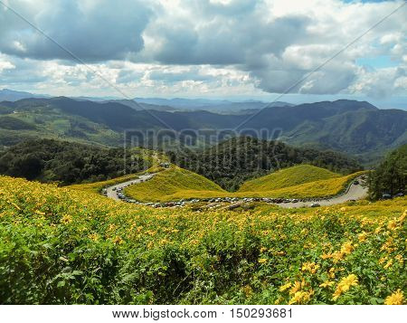 Mountain sky flowers yellow Road outdoor nature