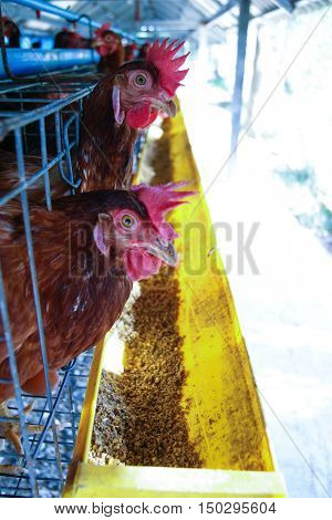 hen in farm with outdoor and wait for egg
