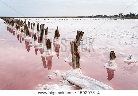 Salt Lake with pink water. The remains of wooden piles protrude from the bottom.