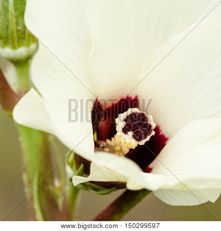 Okra flower and fruit vegetable organic agriculture gardening square