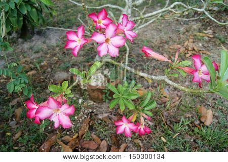 pink flower and outdoor nature on ground