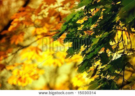 Herbstlaub