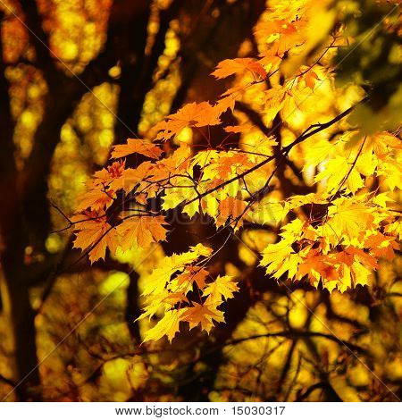 Herbst gelbes Laub