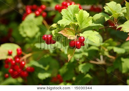 rot Viburnum Beere