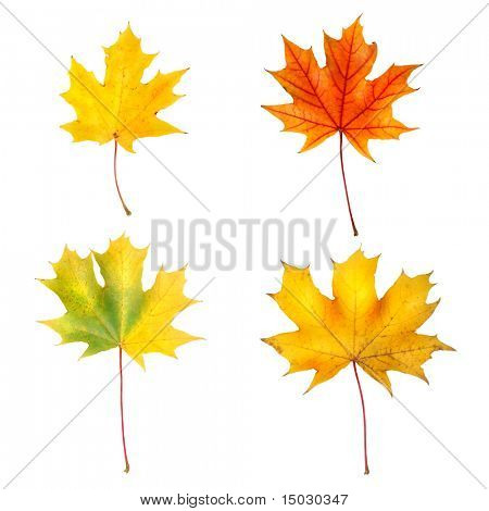 Herbst Ahorn-Blätter, isolated on white