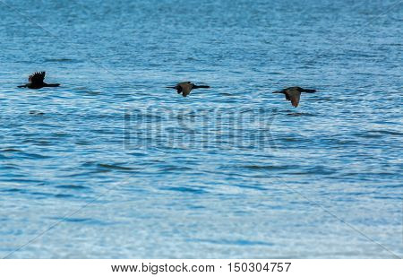 Flock of pelagic cormorant flying over the Pacific Ocean.
