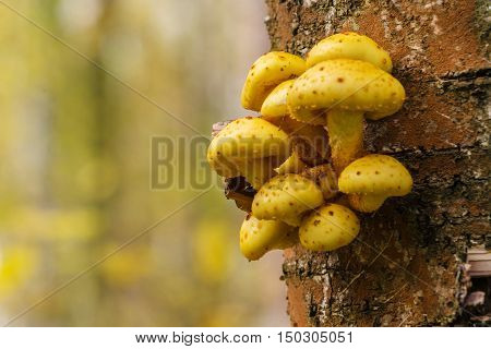 Wood Background With Pholiota Aurivella Mushrooms On A Tree