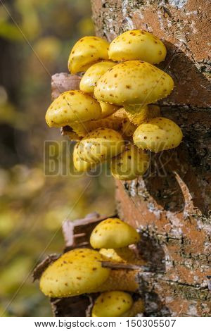 Wood Background With Pholiota Aurivella Mushrooms On A Tree