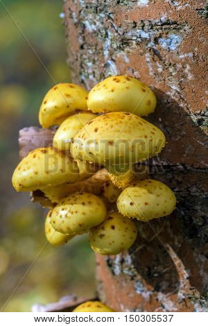 Wood Background With Pholiota Aurivella Mushrooms On A Tree