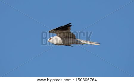 White-tailed Kite - Elanus leucurus, Adult. Hayward, California, USA