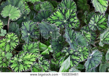 Close up view of begonia leaves