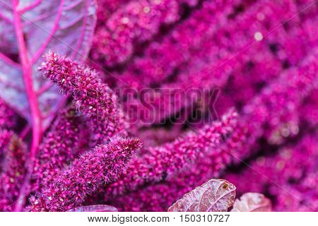 Amaranth (Love-Lies-Bleeding) on Flower Bed
