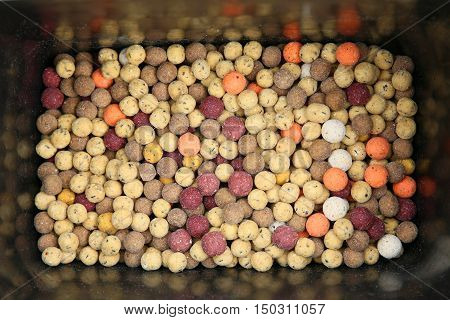 Boilies are bait for carp fishing in lakes
