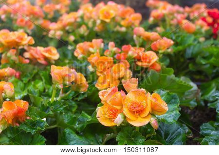 Begonias (begonia Tuberhybrida) In Garden