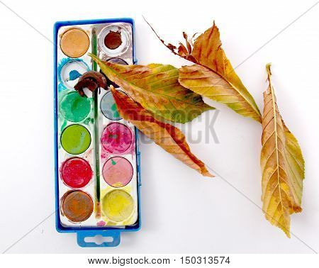 picture of a autumn leaves in studio. seasonal concept