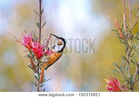 Australian native Eastern Spinebill, Acanthorhynchus tenuirostris, feeding on nectar from a Mountain Devil flower (Lambertia formosa), Royal National park, Sydney, New South Wales