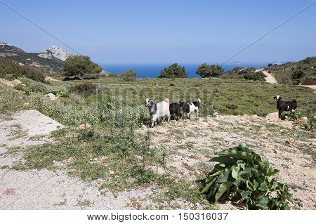 Goats in the mountains in Kos island Greece