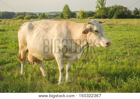 White cow at countryside, meadow in the background, sideways.