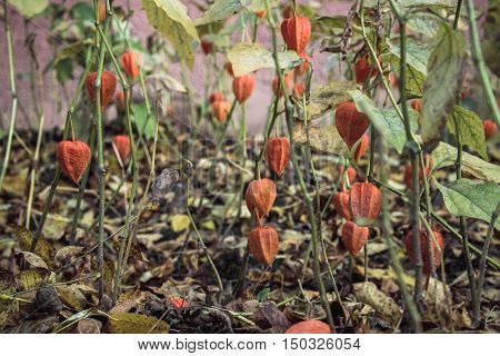 The plant is edible physalis autumn drought