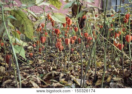 The plant is edible physalis autumn drought