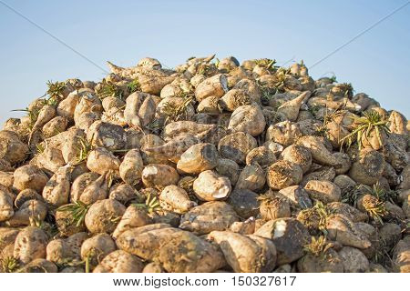 Sugar Beet Against Blue Sky. Pile Of Organic Sugar Beet At The Field After Harvest.