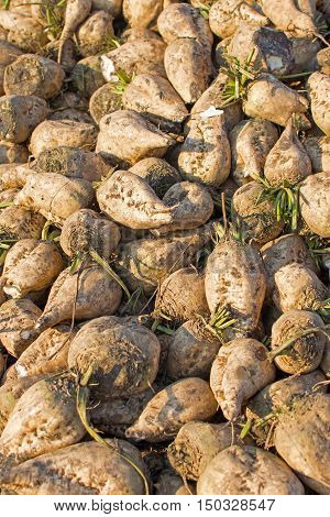 Sugar Beet Background. Pile Of Organic Sugar Beet.