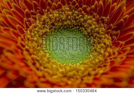 Beautiful flower Gerbera close up in garden