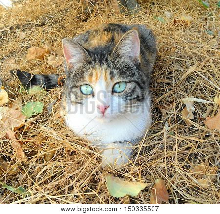 A cat. Beautiful cat with a thoughtful look.