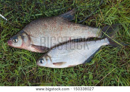 Several Common Bream Fish And Silver Bream Or White Bream Fish On Green Grass. Catching Freshwater F