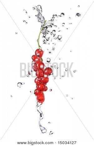 redcurrant และน้ำหยดแยกต่างหากบนพื้นสีขาว