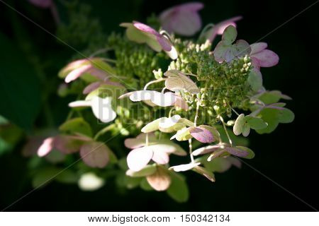 Hortensia (Hydrangea heteromalla) flower on white background