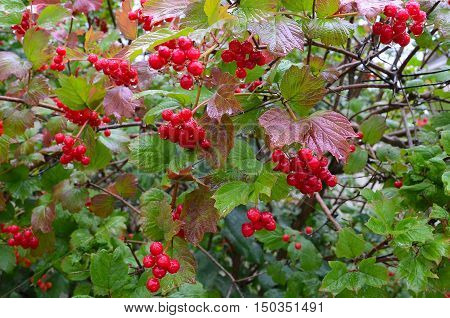 Bunches of red viburnum berries with raindrops at the end of summer season. Fresh organic guelder rose with green leaves in village garden. Seasonal fruit fall harvest and medicinal plant concept.